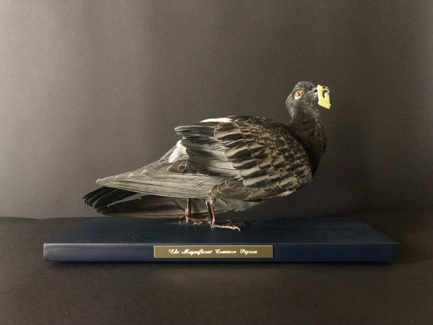 Antionette Ratcliffe original handmade local artwork taxidermy pigeon bread front