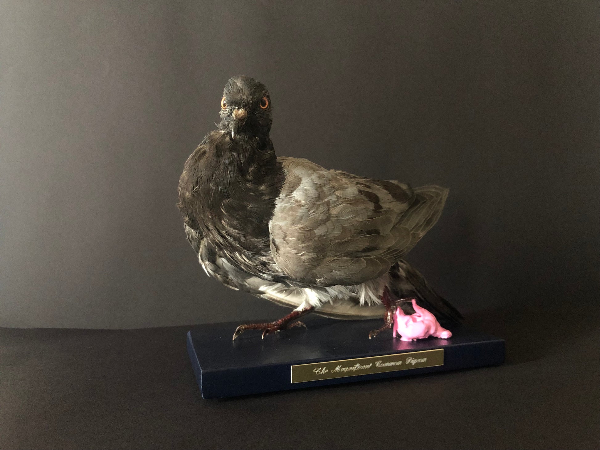 Antionette Ratcliffe original handmade local artwork taxidermy pigeon bubblegum front