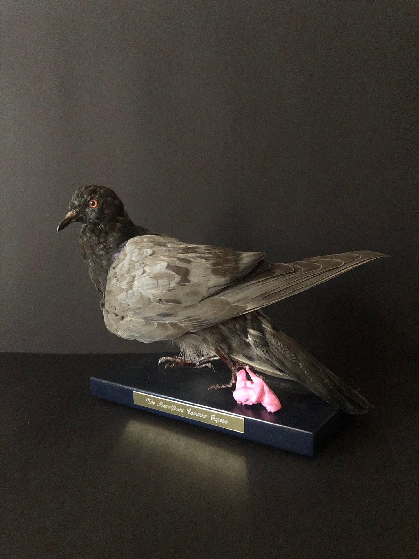 Antionette Ratcliffe original handmade local artwork taxidermy pigeon bubblegum right