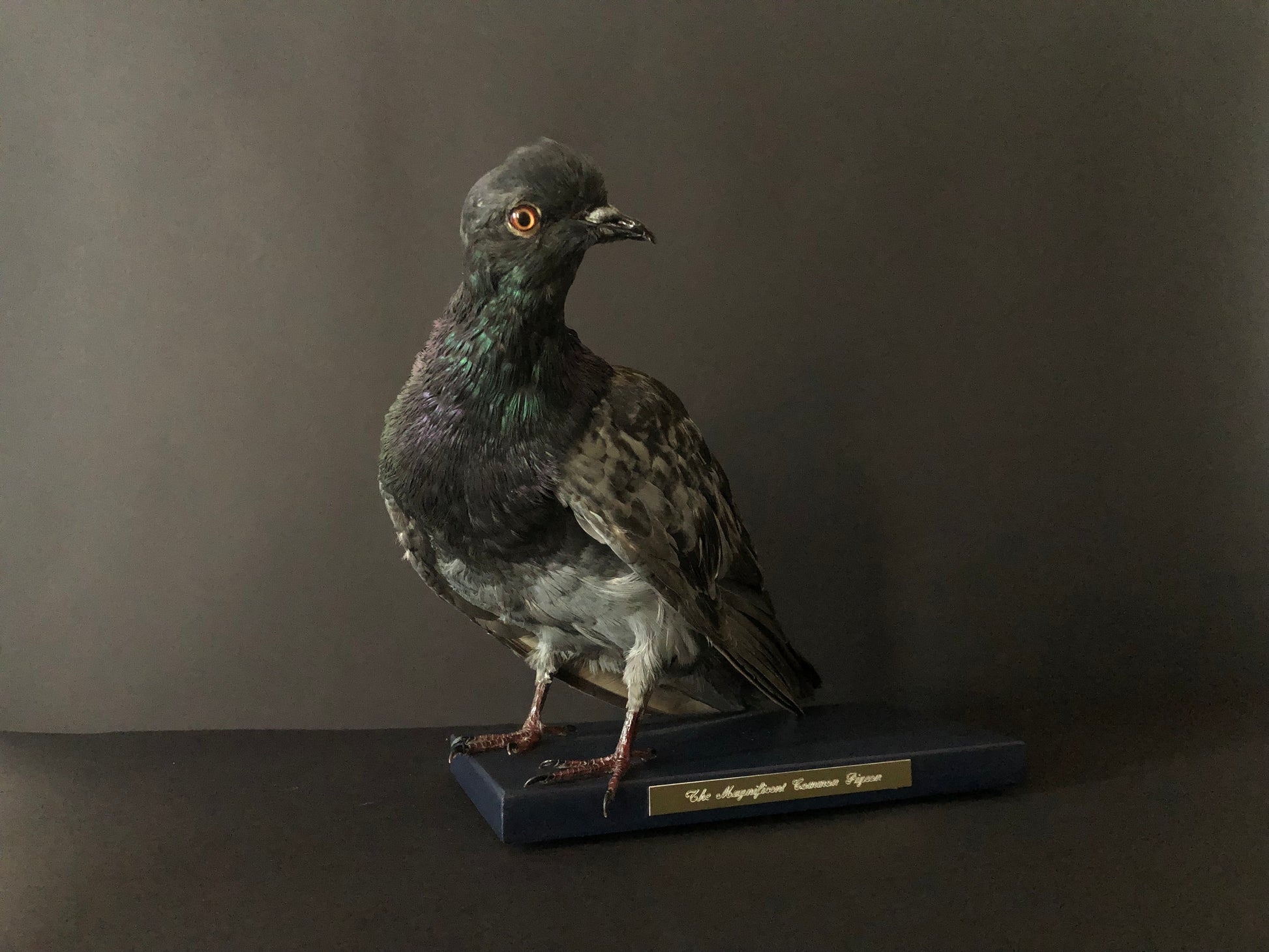 Antionette Ratcliffe original handmade local artwork taxidermy pigeon front