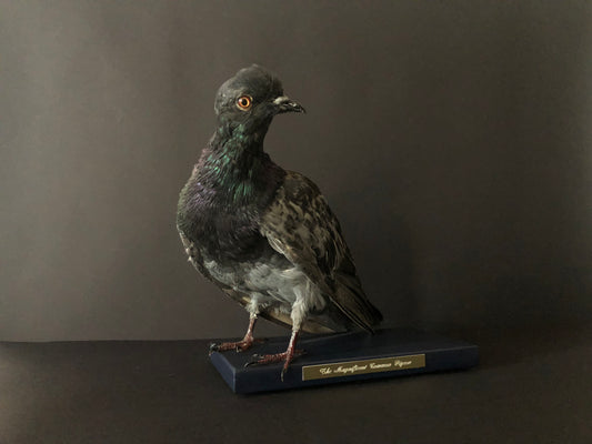 Antionette Ratcliffe original handmade local artwork taxidermy pigeon front