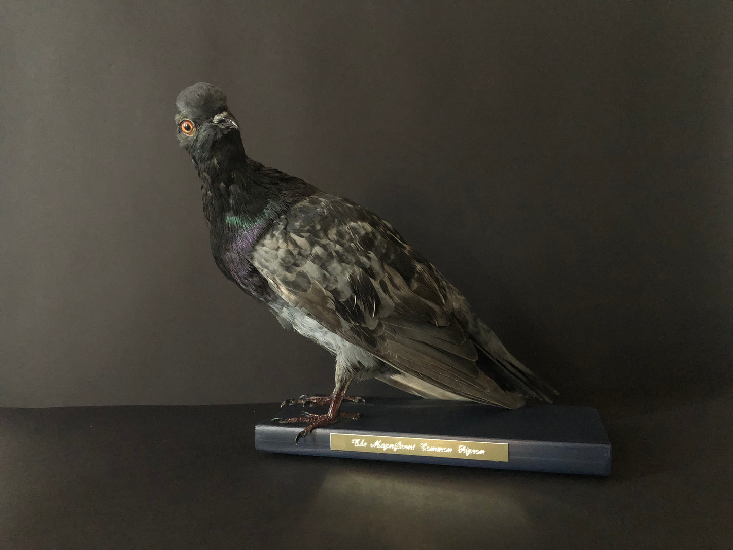 Antionette Ratcliffe original handmade local artwork taxidermy pigeon left