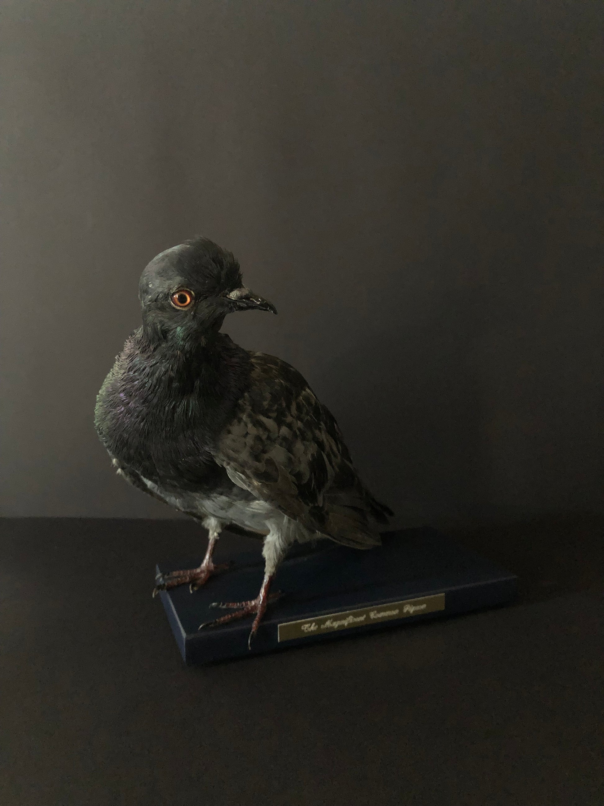 Antionette Ratcliffe original handmade local artwork taxidermy pigeon right