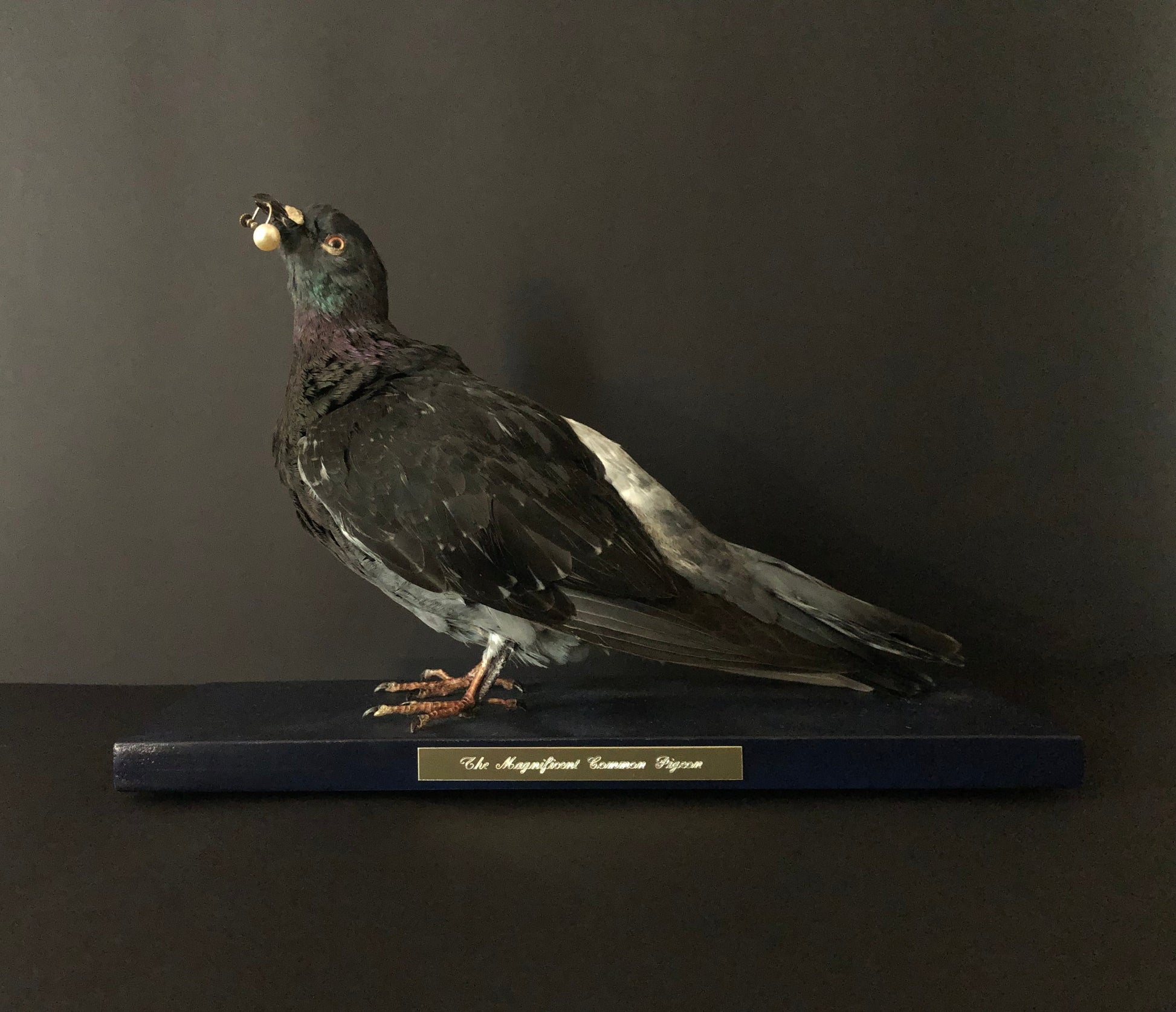 Antionette Ratcliffe original handmade local artwork taxidermy pigeon pearl front