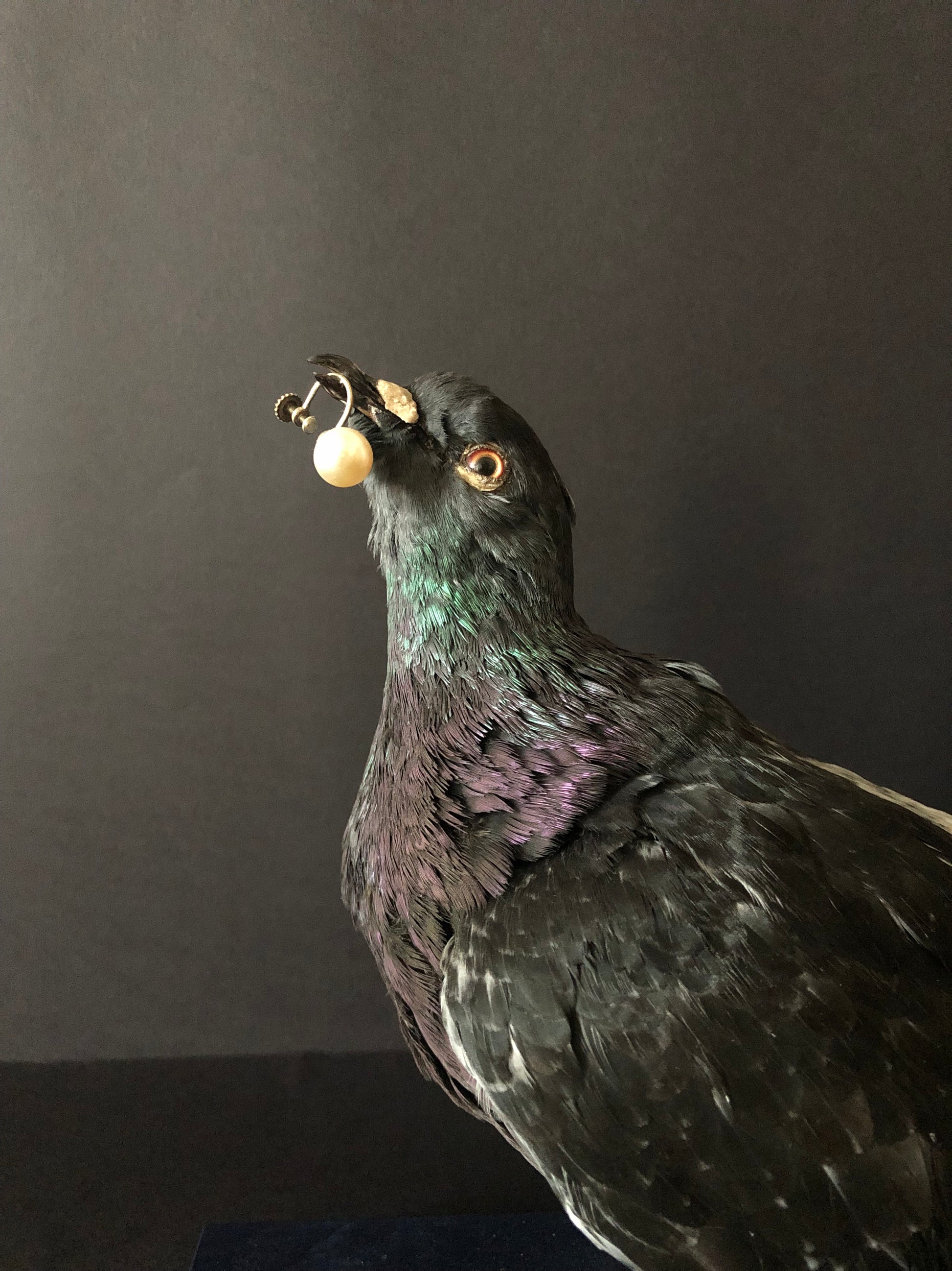 Antionette Ratcliffe original handmade local artwork taxidermy pigeon pearl zoom