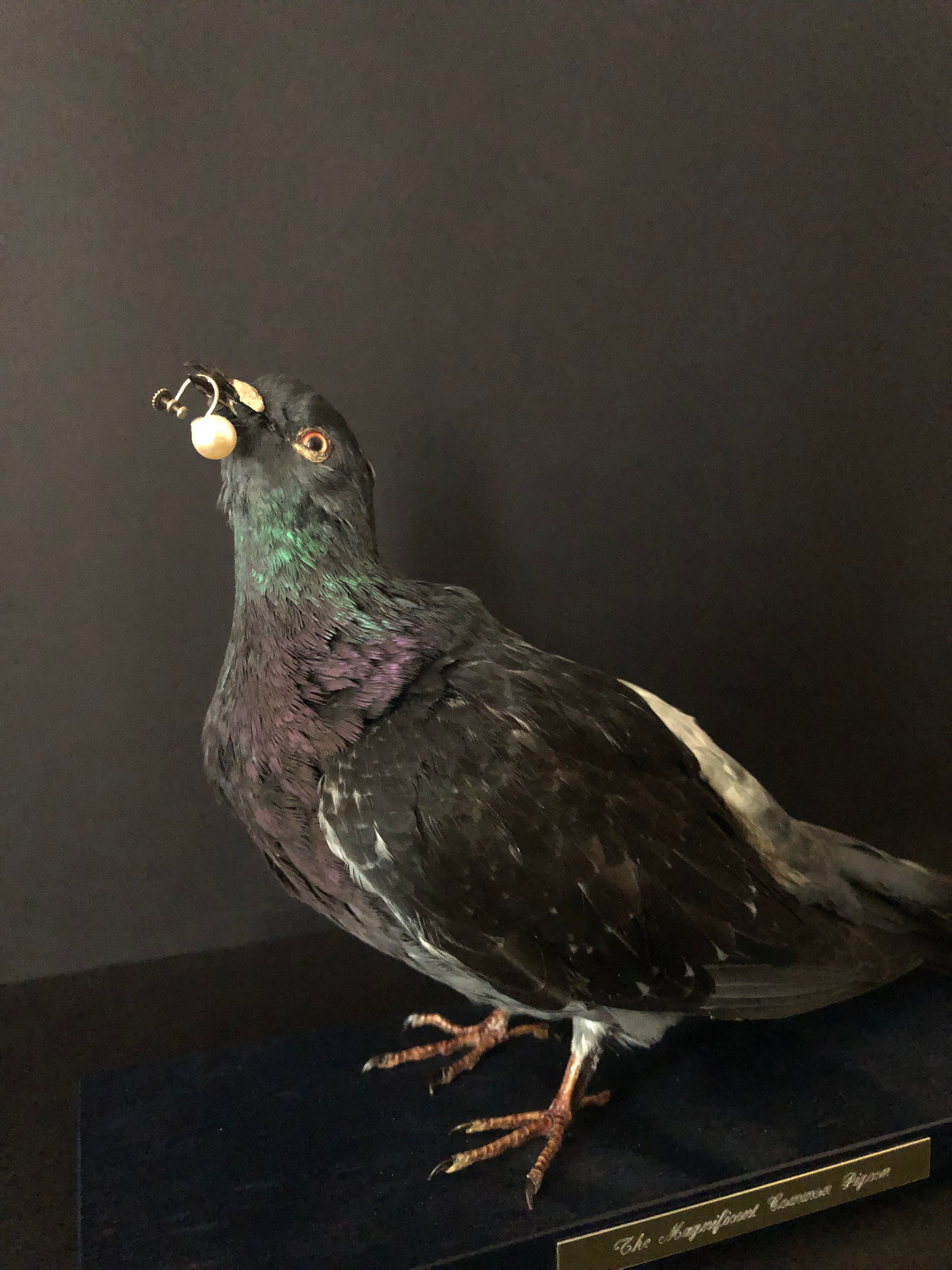 Antionette Ratcliffe original handmade local artwork taxidermy pigeon pearl left