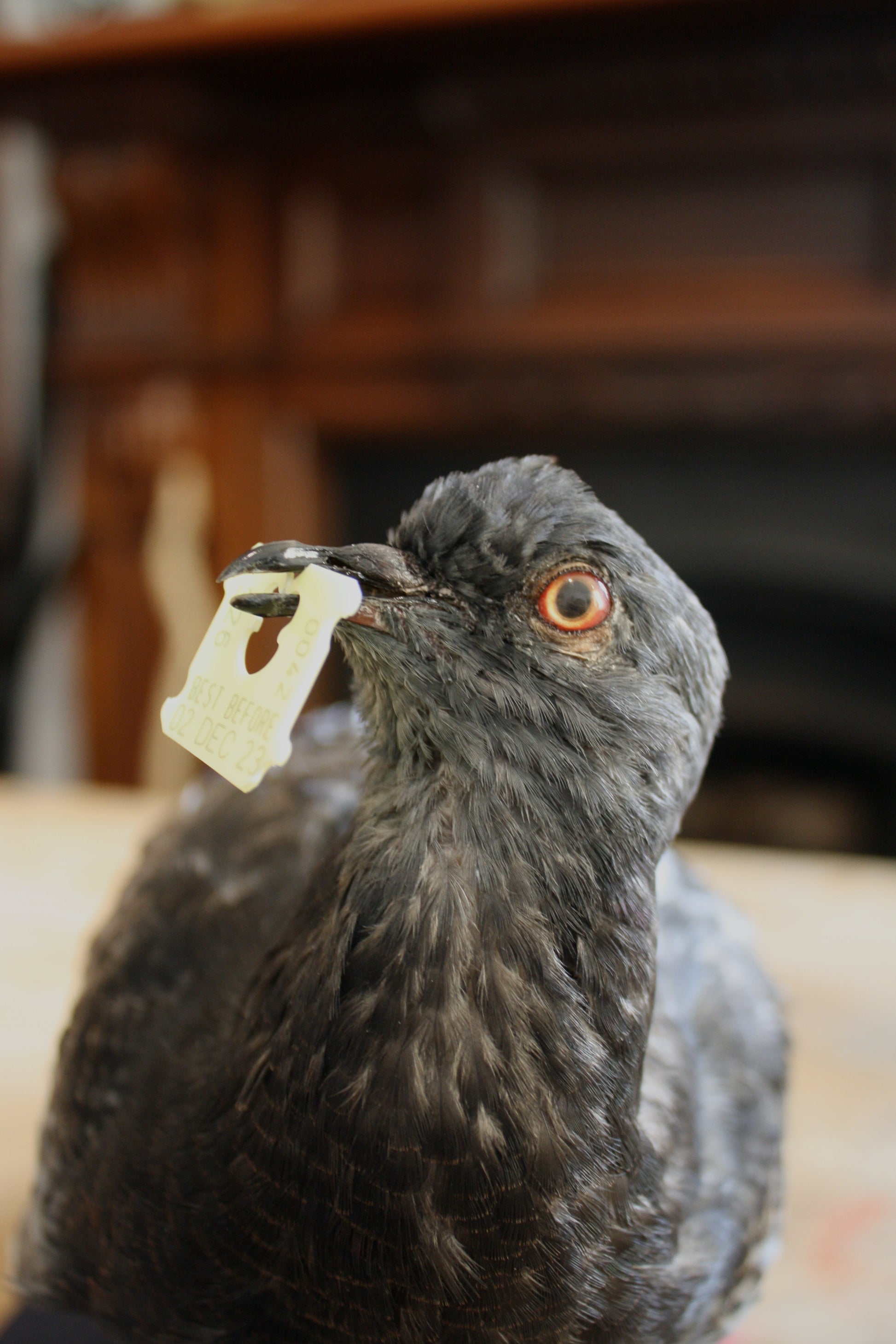 Antionette Ratcliffe original handmade local artwork taxidermy pigeon bread front left